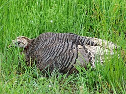 A hen caught in the open hides her young poults beneath her wings and body.