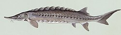 Atlantic sturgeon