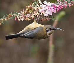 A female eastern spinebill feeding. Honeyeaters typically hang from branches while feeding on nectar.