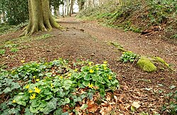 Killynether wood, Northern Ireland