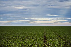 Soy plantation in Brasnorte