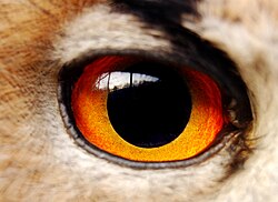 Detail of an eye of an eagle-owl