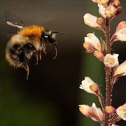 A common carder bumblebee Bombus pascuorum extending its tongue towards a Heuchera inflorescence