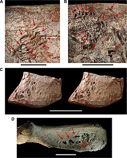 Pneumatopores on the left ilium of Aerosteon riocoloradensis