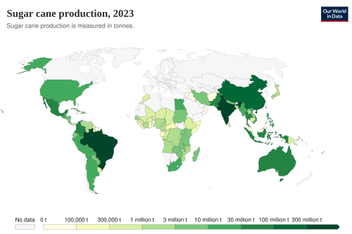 Sugar cane production