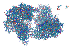 The enzyme hexokinase is shown as a conventional ball-and-stick molecular model. To scale in the top right-hand corner are two of its substrates, ATP and glucose.