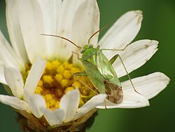 A typical mirid species, showing cuneus at the tip of the corium