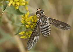 Poecilanthrax apache in Sheldon National Antelope Refuge, Nevada, US