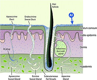 Schematic of aluminium absorption by human skin.[188]