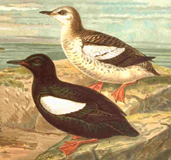 Black guillemot (Cepphus grylle), a true guillemot, in summer (front) and winter plumage