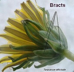 Bracts, Taraxacum officinale