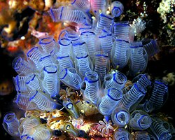 Clavelina moluccensis, the bluebell tunicate