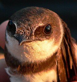 The bill of the sand martin is typical for the family, being short and wide.