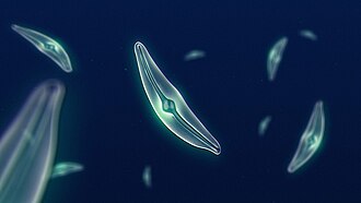 Diatoms