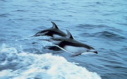 Pacific white-sided dolphins porpoising