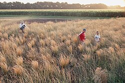 Thinopyrum intermedium harvest. Individual plants of Thinopyrum intermedium are tied into bundles to be cut and threshed in order to select the plants with the highest yield and largest seed.