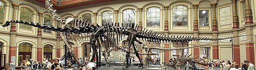 Fossilized skeleton (cast) of Diplodocus carnegii, showing an extreme example of the vertebral column that gives the vertebrates their name. The species is a tetrapod, its four legs adapting the fish-like body plan for walking on land. The specimen is 26 m (85 ft) long.