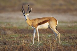 A springbok, one of Southern Africa's most well-known antelopes or gazelles