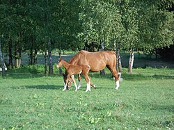 A mare with a foal