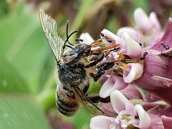 A dead honey bee on a milkweed flower