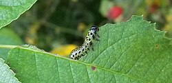 A sawfly larva feeding on a leaf