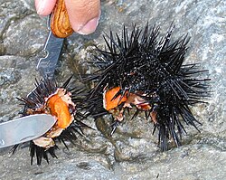 Sea urchins have five gonads. These gonads (roe) are a sought after as a delicacy. External videos Sea urchin spawning