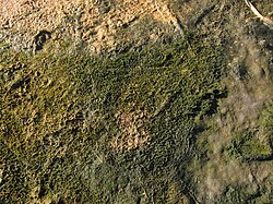 Modern cyanobacterial-algal mat, salty lake on the White Sea seaside