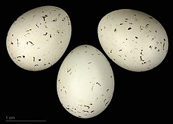 Eggs at Muséum de Toulouse, France
