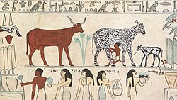 Milking cattle in ancient Egypt