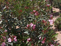 Nerium can readily root after being placed in water or in compost.