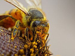 Bee pollinating a flower
