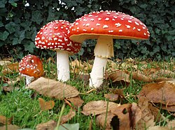 Originally native to the Northern Hemisphere, the fly agaric (Amanita muscaria) has gained a cosmopolitan distribution as a result of being introduced to new areas in the Southern Hemisphere.