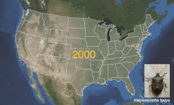 Brown marmorated stink bug (Halyomorpha halys) U.S. distribution from 2000 to 2019