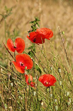 Papaver rhoeas, a common poppy across Europe