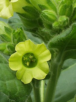 Tobacco (Nicotiana rustica) flower, leaves, and buds