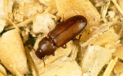 Flour beetles are important commercial pests of grain storage.