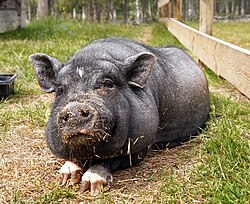 A mini pet pig