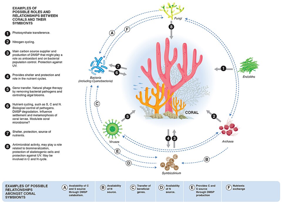 Relationships between corals and their microbial symbionts[78]