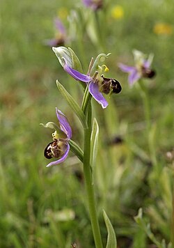 The bee orchid mimics bees in appearance and scent, implying close coevolution of a species of flower and a species of insect.