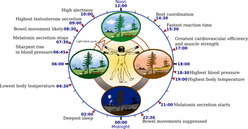 Overview, including some physiological parameters, of the human circadian rhythm ("biological clock")
