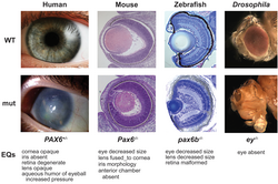 pax6 alterations result in similar changes to eye morphology and function across a wide range of taxa.