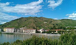 Vineyards on the Hermitage hill are dominated by Syrah.