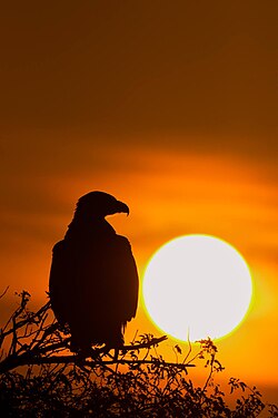 Steppe eagles are diurnal, and hunt during the day.