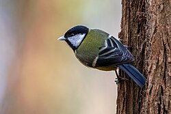 A great tit individual.