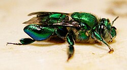 Male Euglossa sp.
