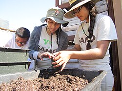 Youth working with and learning about native plants.