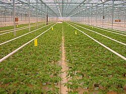 Young tomato plants for transplanting in an industrial-sized greenhouse in the Westland, Netherlands