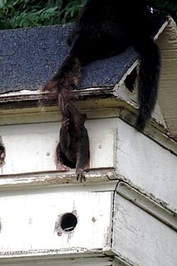 Eastern gray squirrel staying in a birdhouse