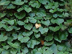 Hedera canariensis juvenile leaves, Gomera, Canary Islands.
