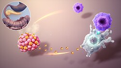 Autoimmune attack in type 1 diabetes